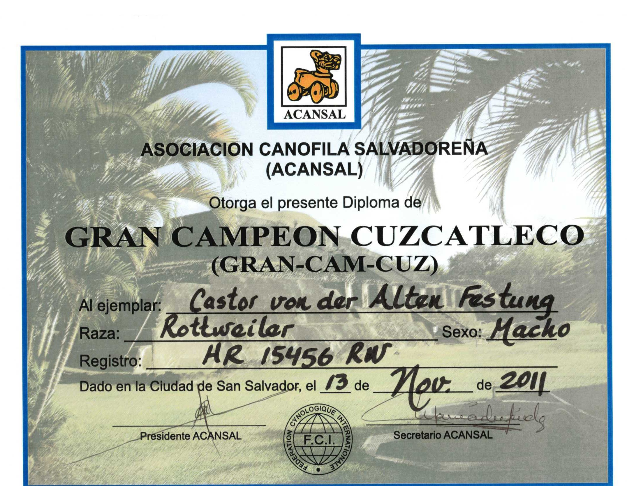 Castor Grand Ch Cuzcatleco