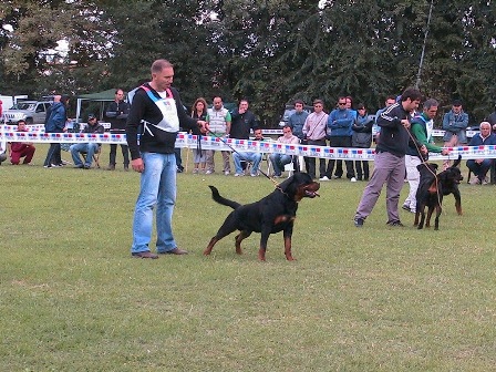 Astor von Junipera on Italian KS 2008