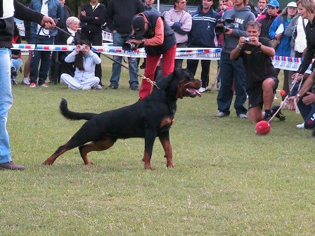 Astor von Junipera on Italian KS 2008