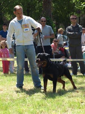 Santo von der Alten Festung on CACIB Zadar 13 months