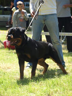 Santo von der Alten Festung on CACIB Zadar 13 months