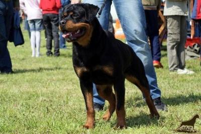 Safir von der Alten Festung on CAC Belisce