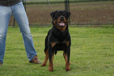 Santo von der Alten Festung 13 months